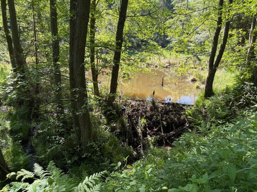 Biberweg (05)