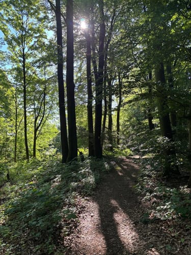 Drei-Burgen-Weg (Ri 5)