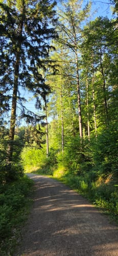Auf den Burgberg im Meulenwald