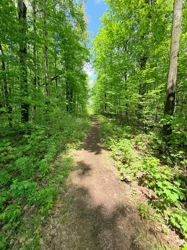 Best forest trails in Stoney Creek Conservation Area | AllTrails