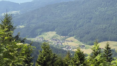Vogelskopf