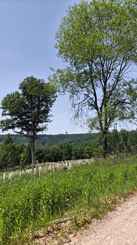 Rundwanderweg Wilhelmsfeld 9: Allmendwaldweg