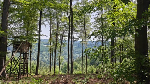 Rundwanderweg Wilhelmsfeld 9: Allmendwaldweg