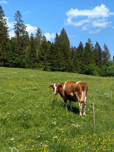 Todtmooser Lebküchlerweg (Genießerpfad)