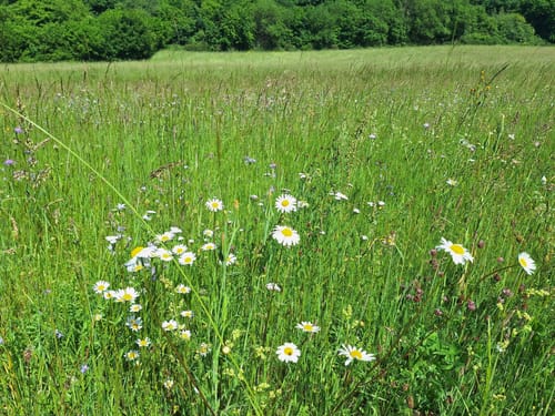 Winchendeller Weiher