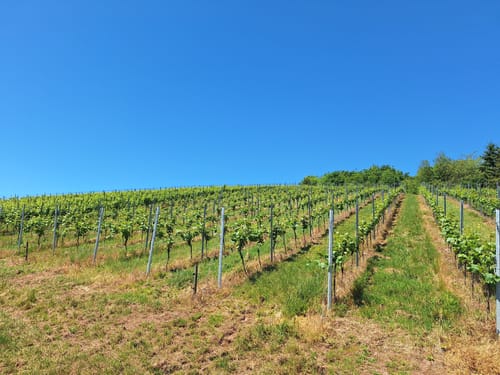 Winchendeller Weiher
