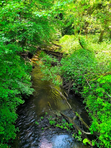 Rotwildpark ab Katzenbacher Hof