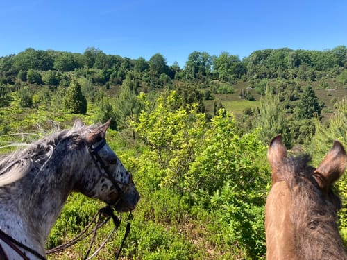 Reitweg: Schnucken-Route