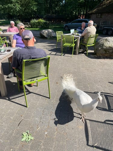 Oud Ootmarsum - Springendal - Hesingen