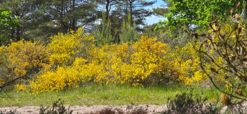 Durch den Wernerwald und das NSG Küstenheide