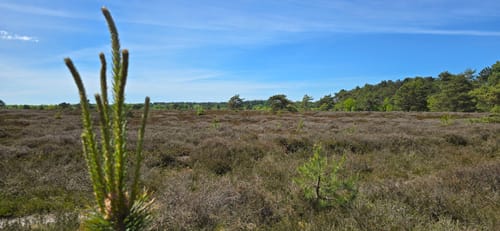 Durch den Wernerwald und das NSG Küstenheide