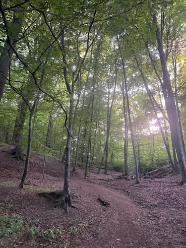 Wahner Heide