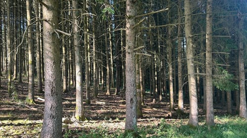 HeimatSpur Wallenborner-Weg