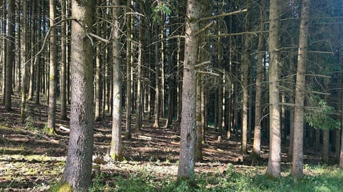 HeimatSpur Wallenborner-Weg