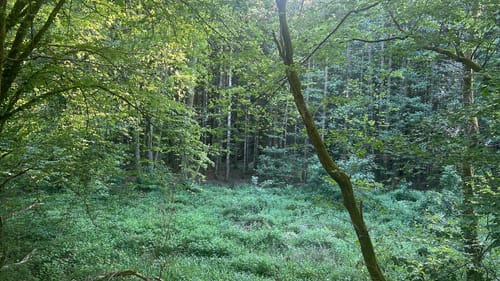 HeimatSpur Wallenborner-Weg