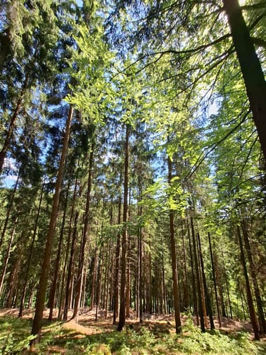Kammweg Erzgebirge-Vogtland Etappe 4: Seiffen - Olbernhau