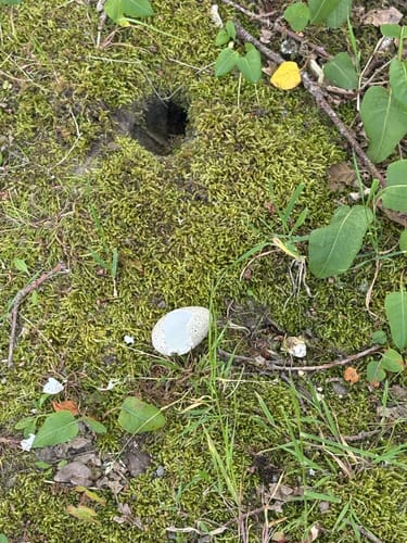 Um Nettebruch und Breyeller See