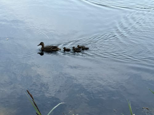 Um Nettebruch und Breyeller See