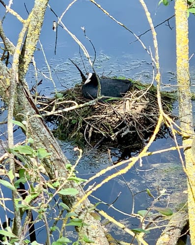 Um Nettebruch und Breyeller See