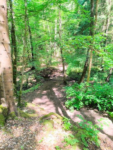 Rotwildpark ab Katzenbacher Hof