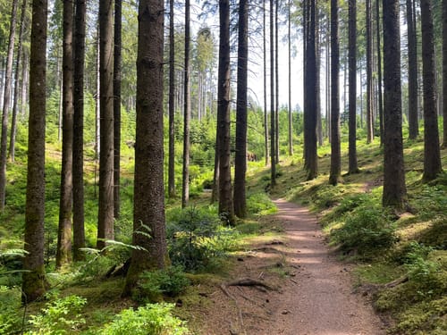 Waldpfad Groppertal (Premiumwanderweg)