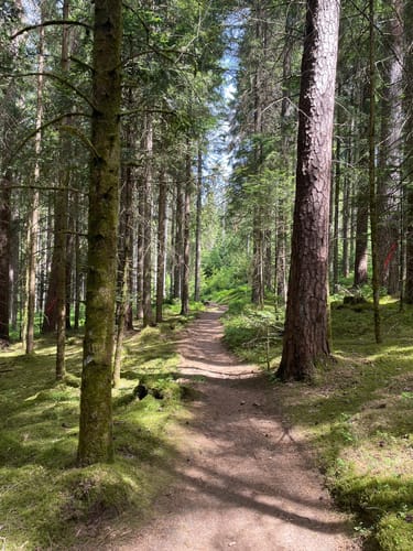 Waldpfad Groppertal (Premiumwanderweg)