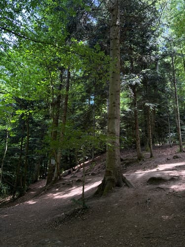 Durch die Monbachtal-Schlucht