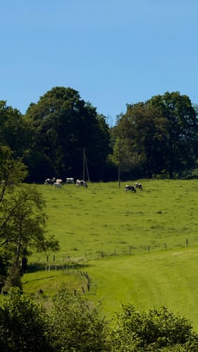 Elfringhauser Schweiz