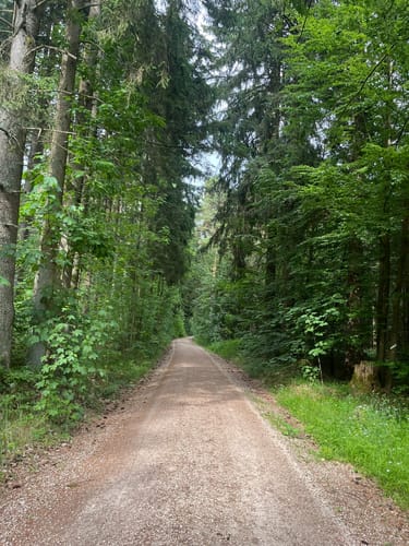 Süd Feilenforst