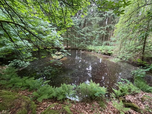 Trettmanns - Ruine Weißenstein - Platte - Köhlerlohe