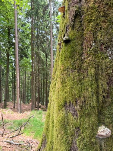 Trettmanns - Ruine Weißenstein - Platte - Köhlerlohe