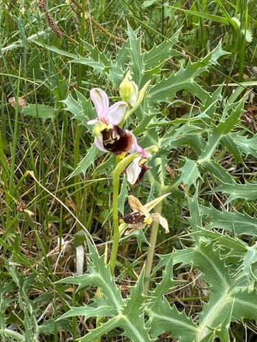 Von Windhof auf dem Orchideenweg