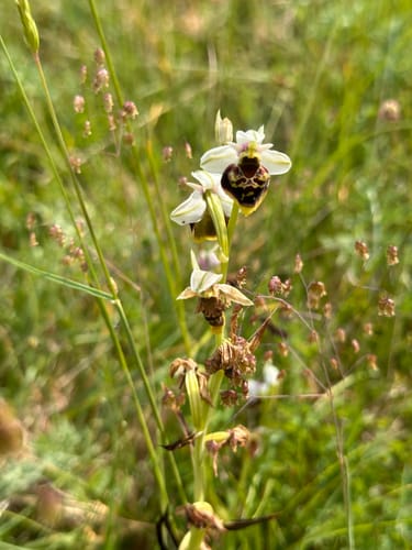 Von Windhof auf dem Orchideenweg