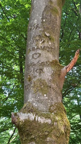 Von Schopp zur Traubeneiche