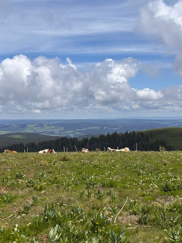Feldbergsteig (Genießerpfad)