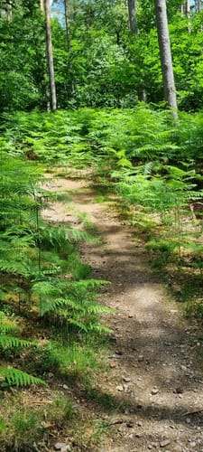 Litermont Sagenweg (Traumschleife)