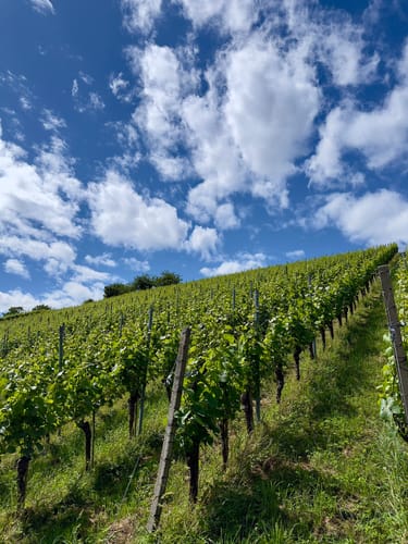 Ortenauer Weinpfad Etappe 5: Oberkirch - Zell-Weierbach