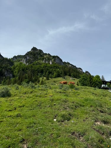 Hochfelln Gipfel ab Bergen