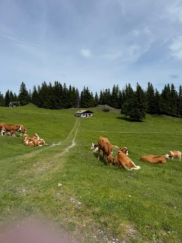 Hochfelln Gipfel ab Bergen
