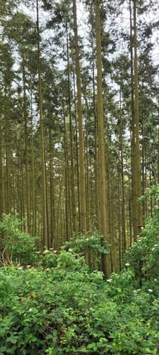 Schwede-Bure-Tour (Traumschleife)