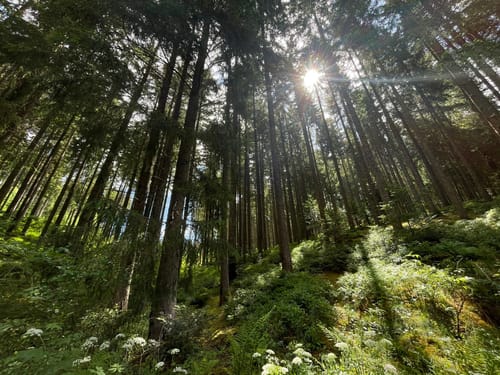 Waldpfad Groppertal (Premiumwanderweg)