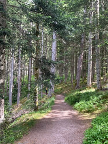 Waldpfad Groppertal (Premiumwanderweg)