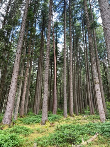 Waldpfad Groppertal (Premiumwanderweg)