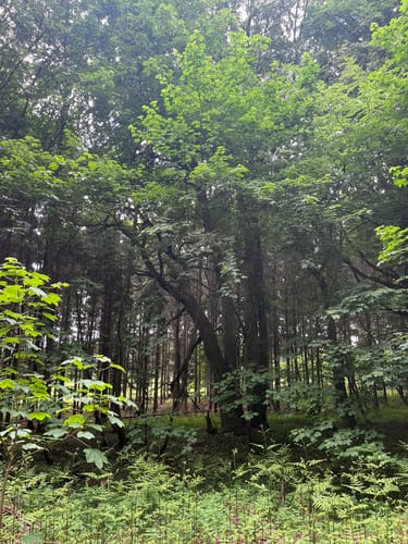 Hochuferwanderweg und Jagdschloß Granitz