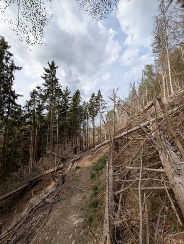 Der Wadenbeißer