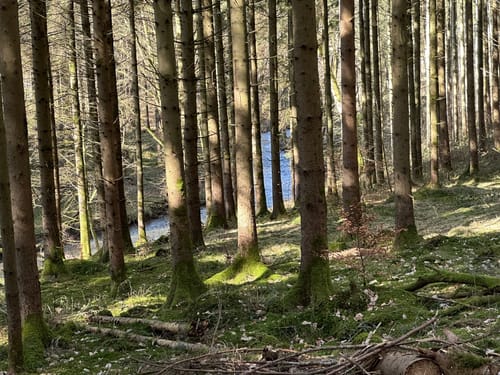 Faun - Hafenlohrtal - Karlshöhe