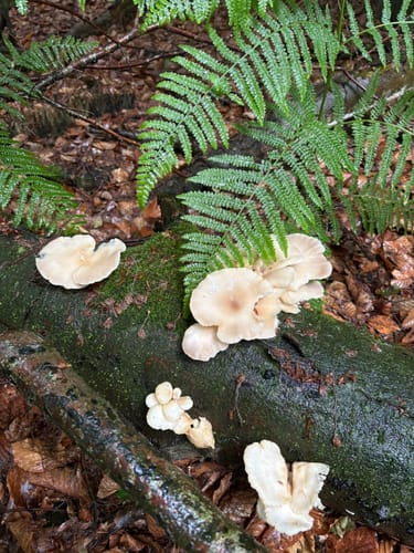 Tüschelwald und Uedemer Hochwald