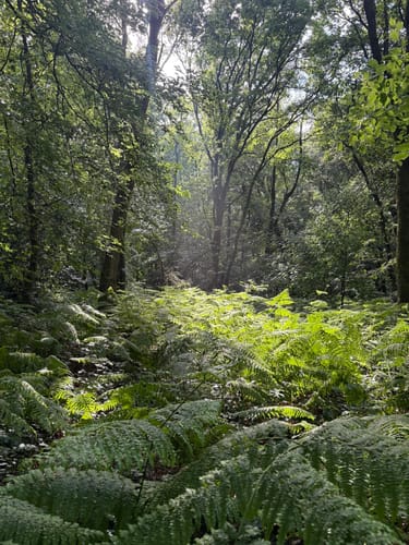 Tüschelwald und Uedemer Hochwald