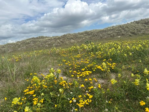 Ø-Camino Fanø Etape 2: Sønderho - Nordby