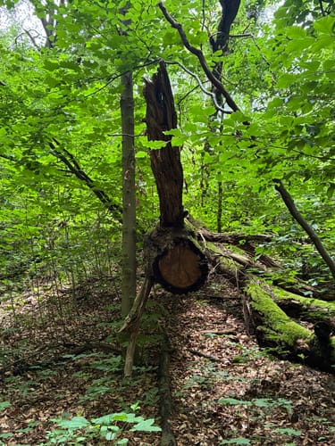 Durch den Aplerbecker und Schwerter Wald